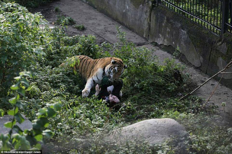 東北動物園老虎吃人事件深度解析